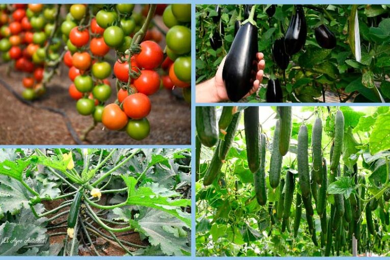 Certis Belchim obtiene el registro de un nuevo acaricida para hortícolas