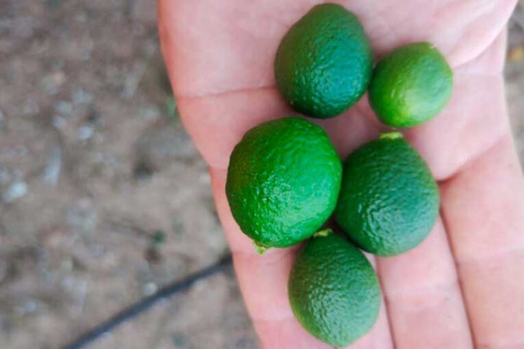 Alerta de una fisiopatía en las naranjas y mandarinas que alarga el fruto