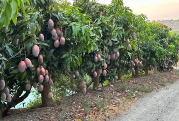 Agosto, mes clave para adelantar y mejorar el color del fruto del mango