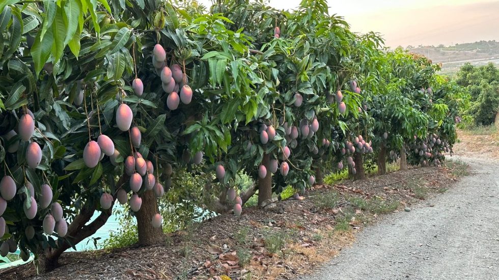 Agosto, mes clave para adelantar y mejorar el color del fruto del mango
