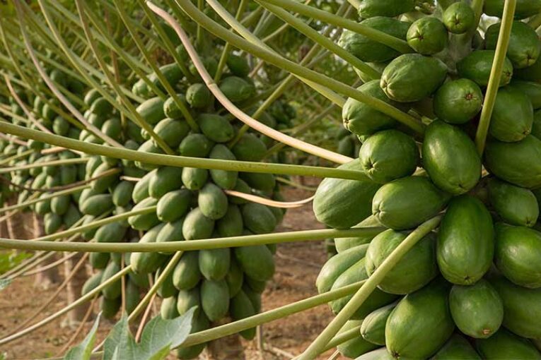 CapGen Seeds acentúa la investigación en el cultivo de papaya