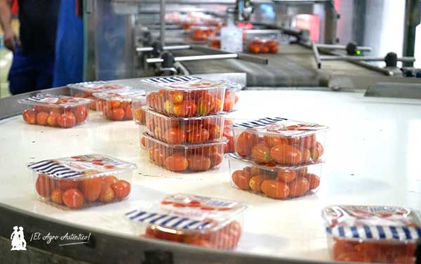Tarrinas de tomate cherry de 250 gramos con termosellado para Alemania / agroautentico.com