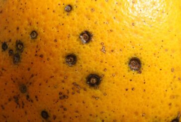 La UE detecta mancha negra por primera vez en naranjas de Egipto