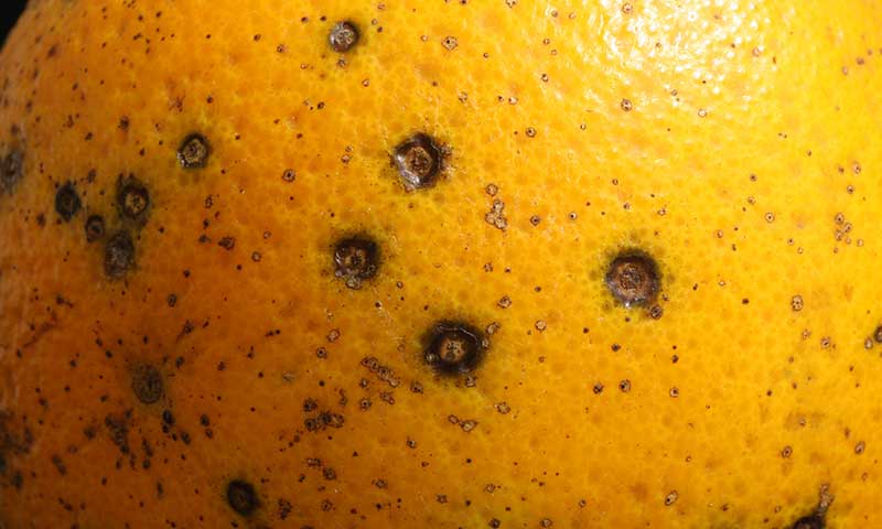 La UE detecta mancha negra por primera vez en naranjas de Egipto