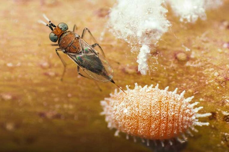 Biología frente a plagas emergentes y enfermedades de suelo en el stand de Koppert