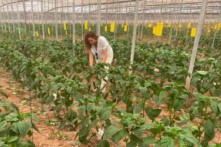 Ecoculture mejora el enraizamiento desde inicio de campaña