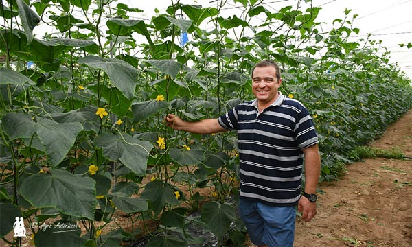 Francisco Martínez Tortosa, de Agrícola FranMartos, en una de sus fincas de pepino eco /agroautentico.com