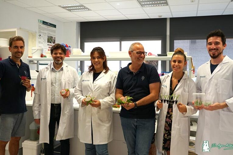 Llegan las primeras pitahayas con genética almeriense