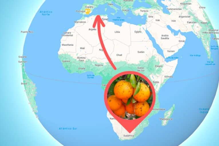 La UE interceptó en agosto 11 casos más de mancha negra en los cítricos sudafricanos