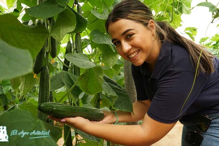 Calado dice adiós a la amarillez del pepino blanquecino en temprano