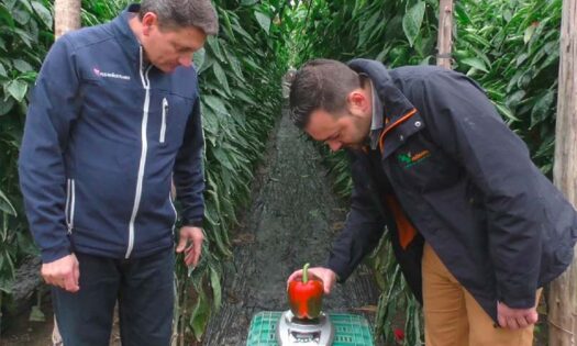 Geles con NPK de Vellsam, Plant Power / agroautentico.com