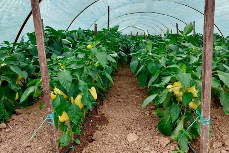 Pimientos blancos en los Balcanes. Hortícolas por el mundo