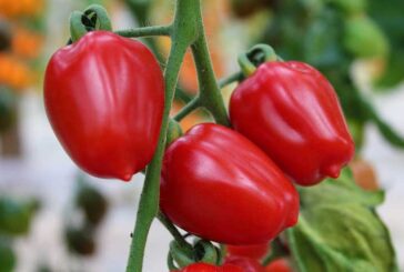 Harmoniz arranca la campaña con 20 tomates resistentes a rugoso