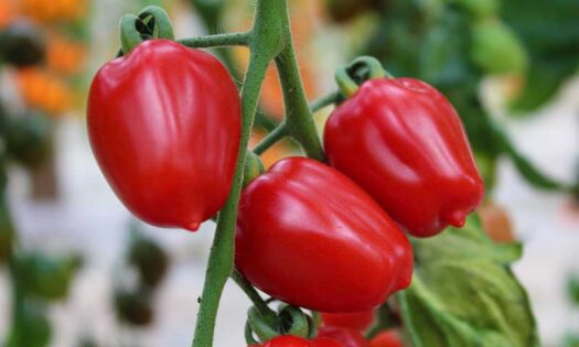 Tom Ruby tomate de Harmoniz resistente al virus del rugoso / agroautentico.com