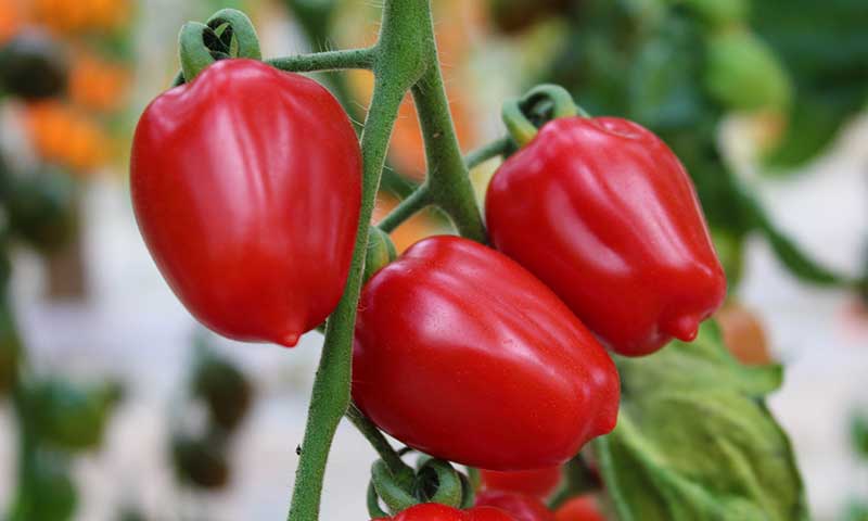 Tom Ruby tomate de Harmoniz resistente al virus del rugoso / agroautentico.com
