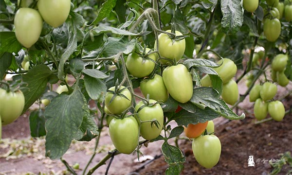 Tomate tipo pera en invernaderos de Águilas (región de Murcia) / agroautentico.com