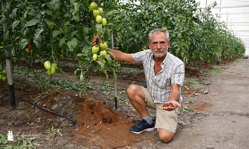 Tomate en Águilas. Pedro Soler muestra el coco empleado en el cultivo / agroautentico.com