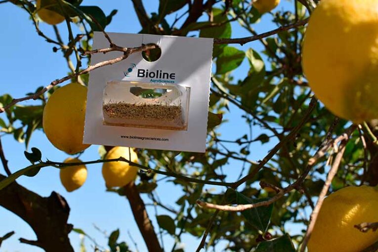 Bioline traslada al Ifema el control biológico en cítricos
