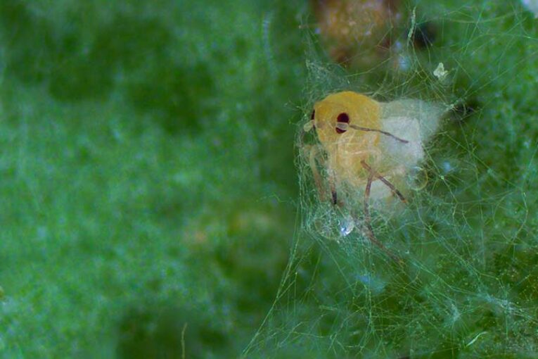 Mycotal, el bioinsecticida más agresivo contra la mosca blanca