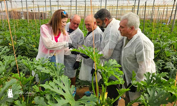 Jornadas de calabacín Kai de Sakata en San Silvestre, El Ejido, Almería / agroautentico.com