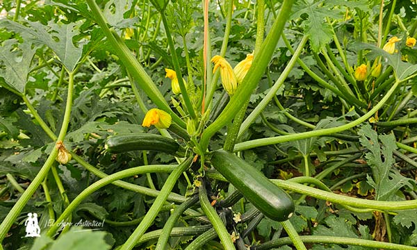 Calabacín Kai de Sakata resistente a ToLCNDV / agroautentico.com