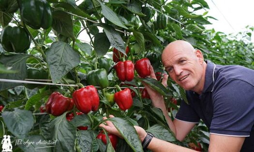Juan Diego Martínez con el pimiento Arconte de Syngenta / agroautentico.com