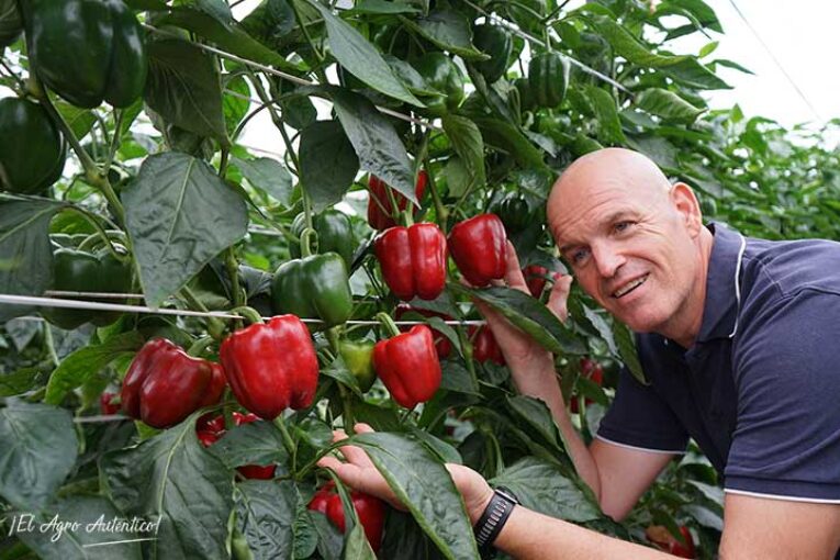 Las novedades de temprano Norris y Arconte también en fincas de Berja
