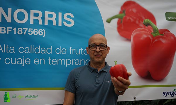 Luis Martínez, delegado técnico comercial de Syngenta en El Ejido, Berja y Dalías. / agroautentico.com