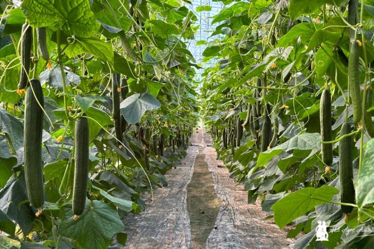 Nairobi es el nuevo pepino resistente a CGMMV de Fitó para ciclo corto