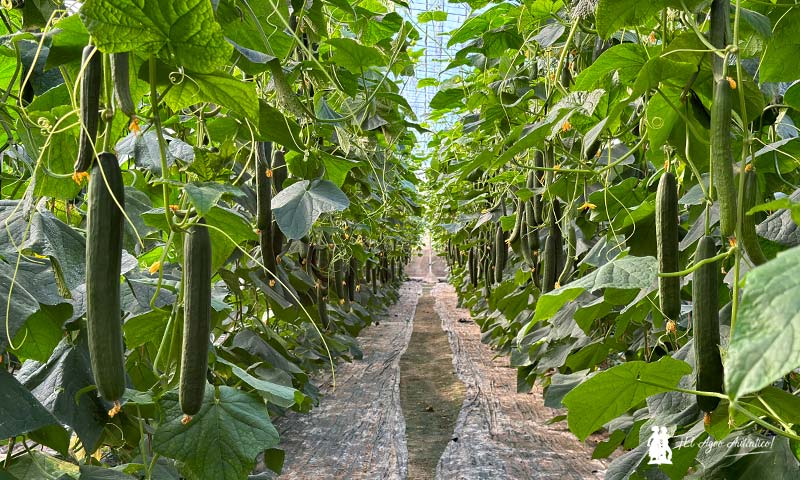 Los productores de Almería destacan la calidad, producción y resistencia a CGMMV de Nairobi, el nuevo pepino holandés de Semillas Fitó para ciclo corto-noticias-agroautentico.com