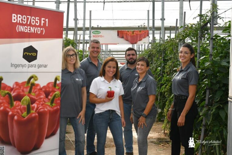 Pimiento Ingenyo es un nuevo california para temprano con un plus de calibre