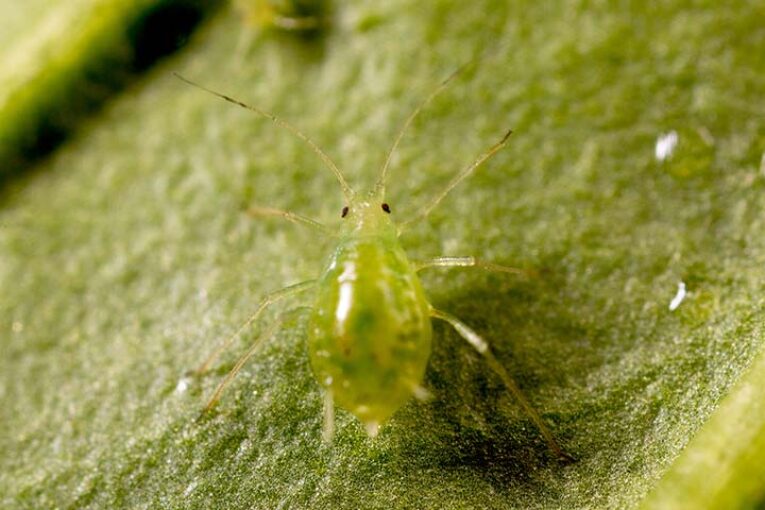 Koppert ensaya insectos más agresivos frente a la nueva raza de pulgón verde