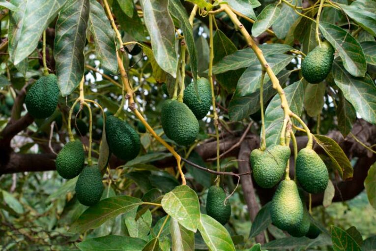 Los robos prematuros amenazan el inicio de la campaña del aguacate