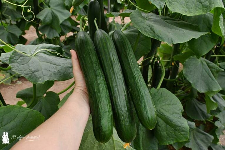 Sakata adquiere Sana Seeds