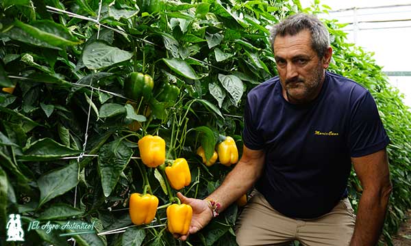 Carlos Sánchez es productor de california amarillo en Dalías / agroautentico.com