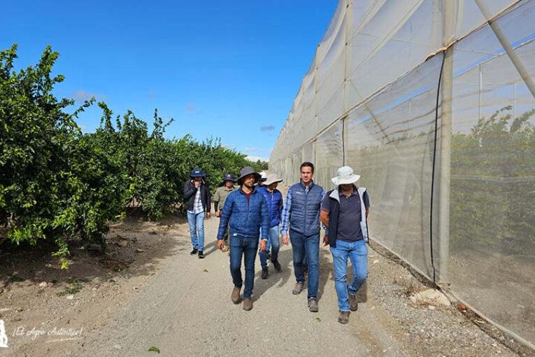 ProAct aa bioestimula un bosque de 300 hectáreas de mandarinas y limones bio en Huércal-Overa