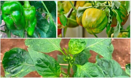 Coag alerta de que la imposición del supermercado deja al cultivo indefenso ante las plagas-noticias-agroautentico.com
