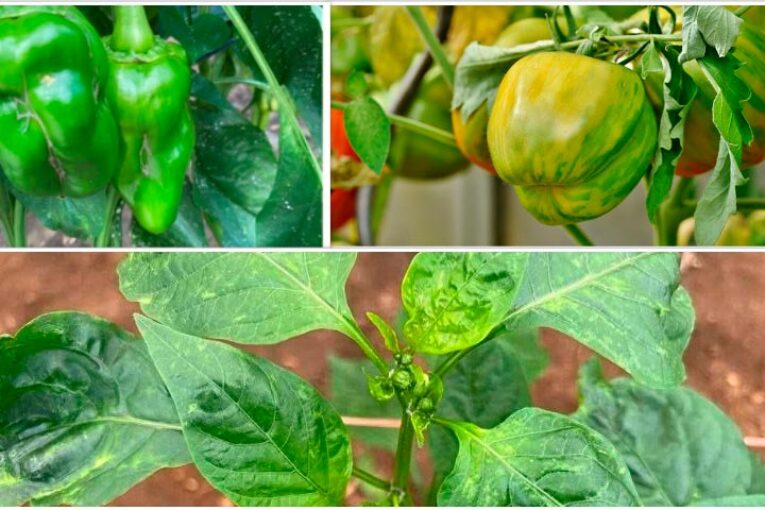 Coag alerta de que la imposición del supermercado deja al cultivo indefenso ante las plagas