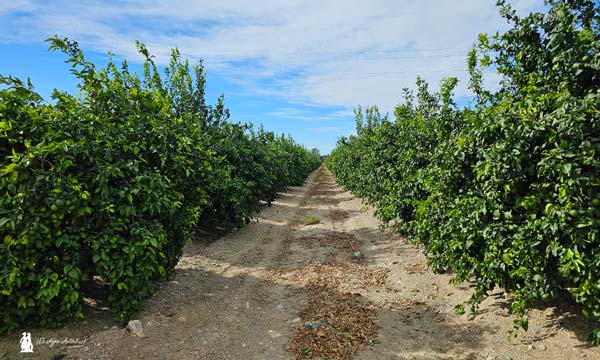 ProAct aa bioestimula un bosque de 300 hectáreas de mandarinas y limones bio en Huércal-Overa