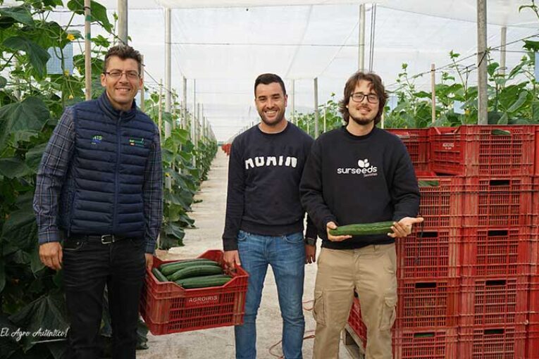 Sur Seeds entra en el pepino tipo Almería