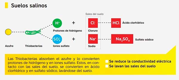 Ecuación química del azufre microbiológico de Afepasa / agroautentico.com