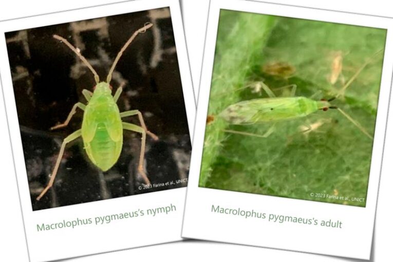 El depredador Macrolophus pygmaeus reduce los daños por mosca blanca