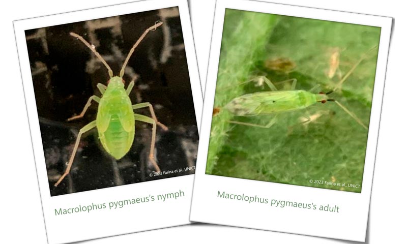 El depredador Macrolophus pygmaeus reduce los daños por mosca blanca -noticias-agroautentico.com