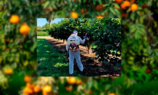 Eficacia en nanomateriales con aceites esenciales para control de plagas-noticias-agroautentico.com