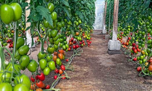 El tomate Tucait nace tras la fusión de Tomatech y Nirit-noticias-agroautentico.com