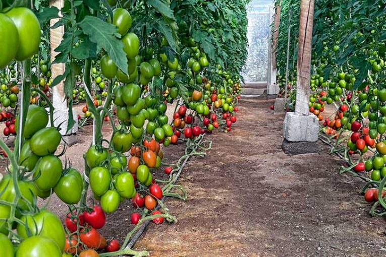 El tomate Tucait nace tras la fusión de Tomatech y Nirit