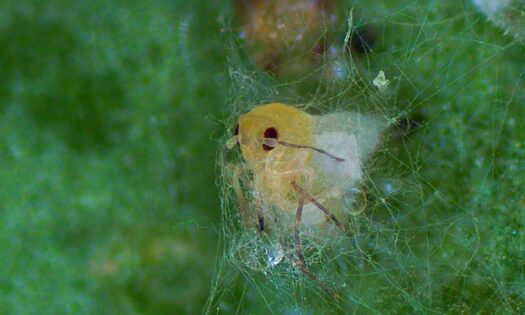 Mycotal, el bioinsecticida contra mosca blanca que sigue activo cuando llega el frío-noticias-agroautentico.com