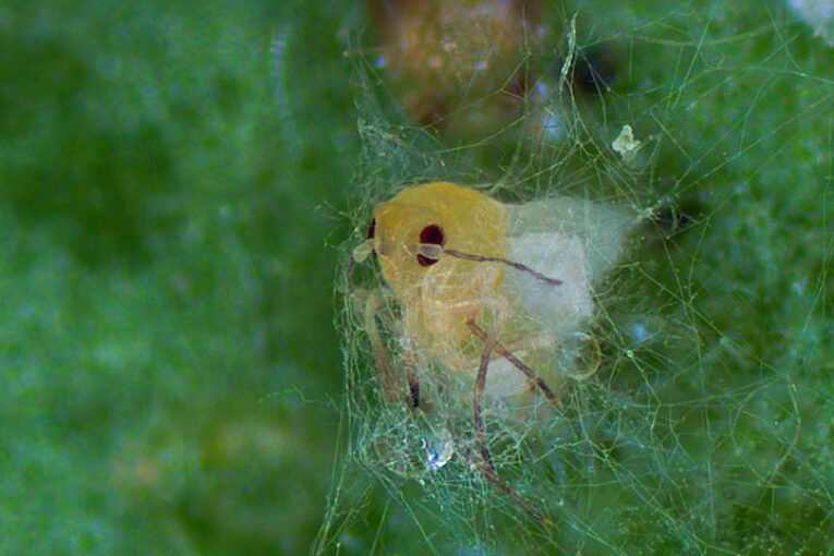 Mycotal, el bioinsecticida contra mosca blanca que sigue activo cuando llega el frío