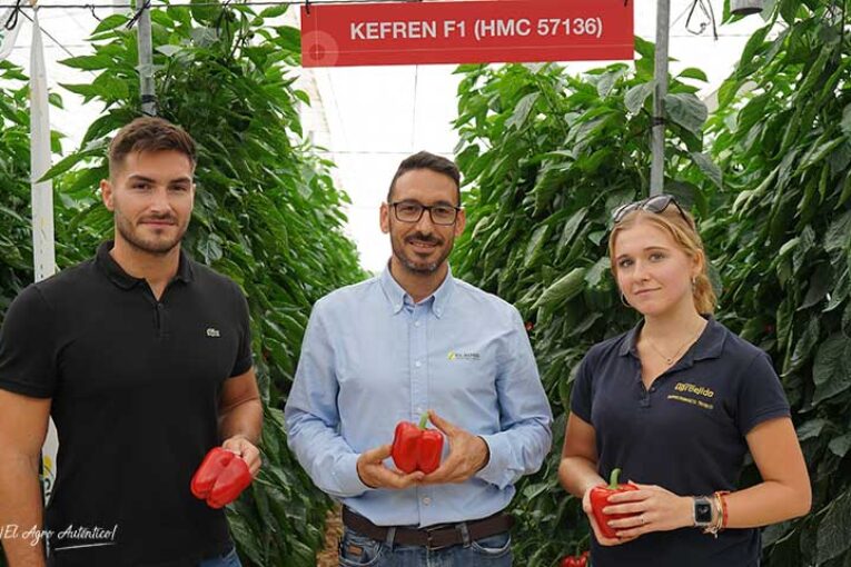 Pimiento Kefren con la precocidad que se busca en Dalías