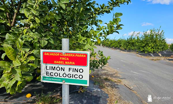Limón Fino en ecológico-agroautentico.com